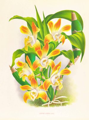 Chysis aurea by Jean Jules Linden Oil Painting
