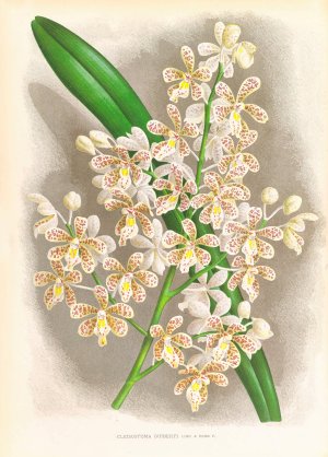 Cleisostoma Guiberti by Jean Jules Linden Oil Painting