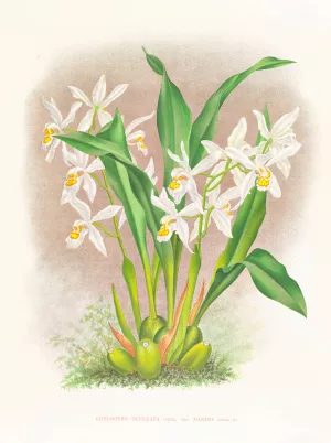 Coelogyne ocellata Oil painting by Jean Jules Linden