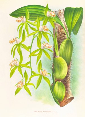 Coelogyne peltastes by Jean Jules Linden Oil Painting