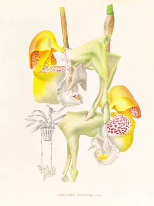 Coryanthes bungerothi by Jean Jules Linden Oil Painting