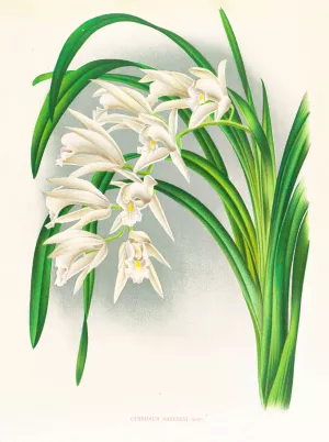 Cymbidium mastersi by Jean Jules Linden Oil Painting