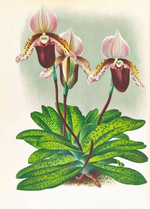 Cypripedium barbato veitchianum by Jean Jules Linden Oil Painting