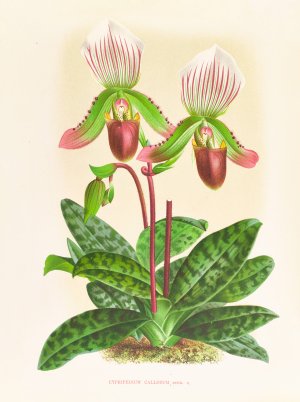 Cypripedium callosum Oil painting by Jean Jules Linden