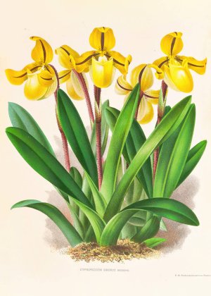 Cypripedium Druryi by Jean Jules Linden Oil Painting