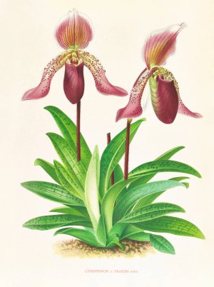 Cypripedium fraseri Oil painting by Jean Jules Linden