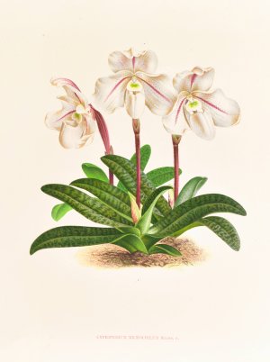 Cypripedium microchilum by Jean Jules Linden Oil Painting