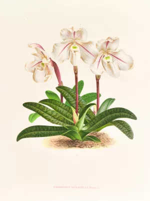 Cypripedium microchilum Oil painting by Jean Jules Linden
