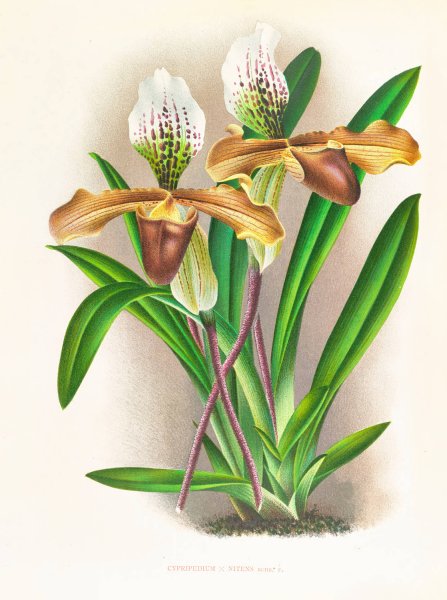Cypripedium nitens  by Jean Jules Linden - Hand-Painted Oil Painting Reproduction