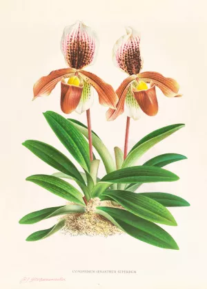 Cypripedium oenanthum superbum by Jean Jules Linden Oil Painting