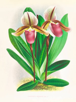Cypripedium orphanum by Jean Jules Linden Oil Painting