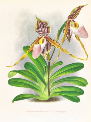 Cypripedium praestans var kimballianum by Jean Jules Linden Oil Painting
