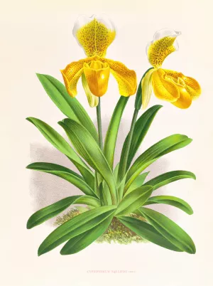 Cypripedium sallieri by Jean Jules Linden Oil Painting