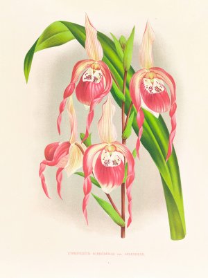 Cypripedium schroderae var splendens by Jean Jules Linden Oil Painting
