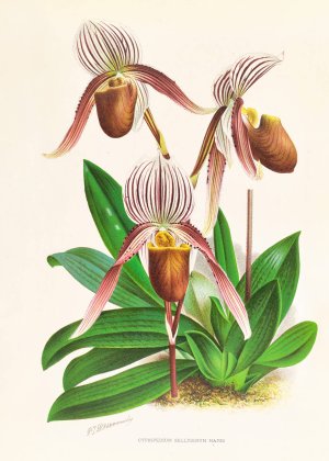 Cypripedium selligerum majus by Jean Jules Linden Oil Painting