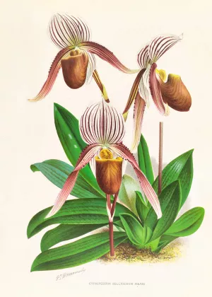 Cypripedium selligerum majus by Jean Jules Linden Oil Painting
