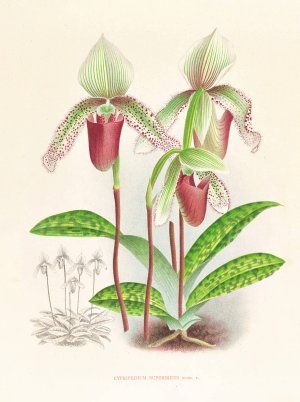 Cypripedium superbiens by Jean Jules Linden Oil Painting