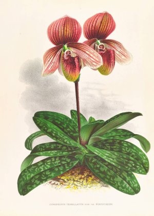 Cypripedium tessellatum by Jean Jules Linden Oil Painting