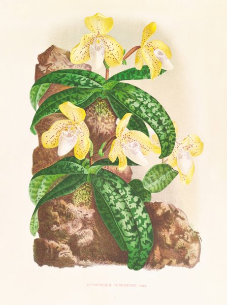 Cypripedium tonkinense  by Jean Jules Linden - Hand-Painted Oil Painting Reproduction