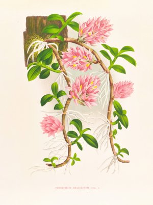 Dendrobium bracteosum by Jean Jules Linden Oil Painting