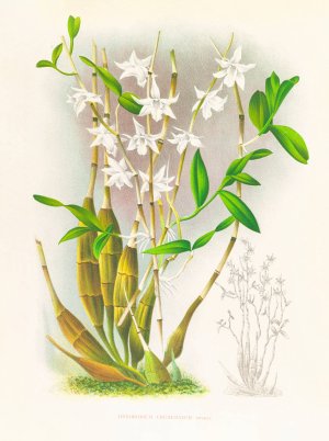 Dendrobium crumenatum by Jean Jules Linden Oil Painting