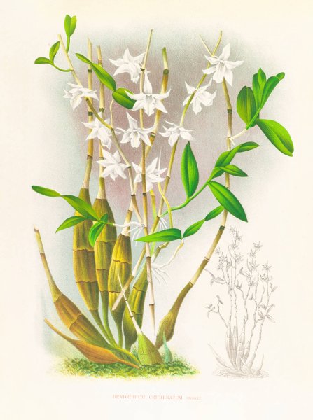 Dendrobium crumenatum  by Jean Jules Linden - Hand-Painted Oil Painting Reproduction