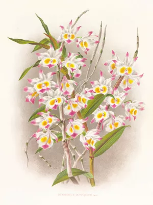 Dendrobium devonianum by Jean Jules Linden Oil Painting