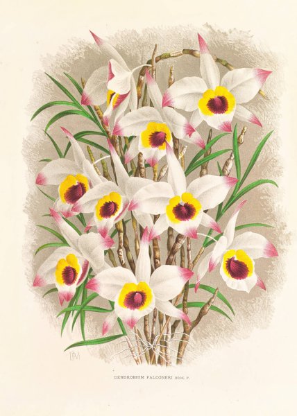 Dendrobium Falconeri  by Jean Jules Linden - Hand-Painted Oil Painting Reproduction