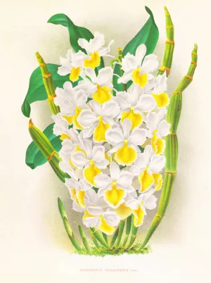 Dendrobium galliceanum Oil painting by Jean Jules Linden