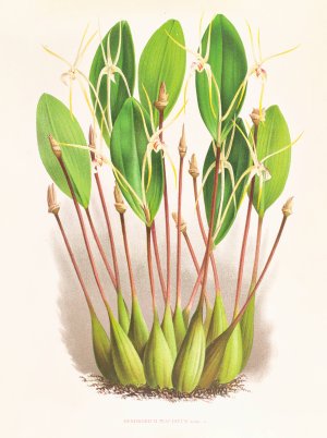 Dendrobium Inauditum by Jean Jules Linden Oil Painting