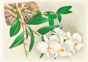 Dendrobium infundibulum by Jean Jules Linden Oil Painting