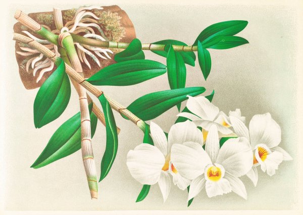 Main Product Photo of Dendrobium infundibulum  Painting by Jean Jules Linden