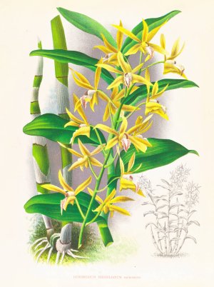 Dendrobium mirbelianum by Jean Jules Linden Oil Painting