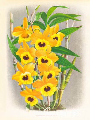Dendrobium paxtoni by Jean Jules Linden Oil Painting