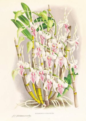 Dendrobium stratiotes by Jean Jules Linden Oil Painting