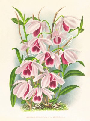 Dendrobium superbum var anosmum by Jean Jules Linden Oil Painting