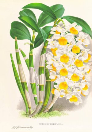 Dendrobium thyrsiflorum by Jean Jules Linden Oil Painting