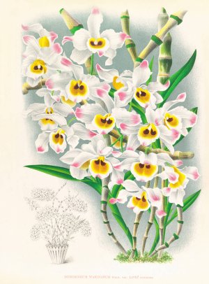 Dendrobium wardianum by Jean Jules Linden Oil Painting