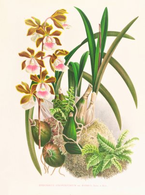 Epidendrum atropurpureum by Jean Jules Linden Oil Painting