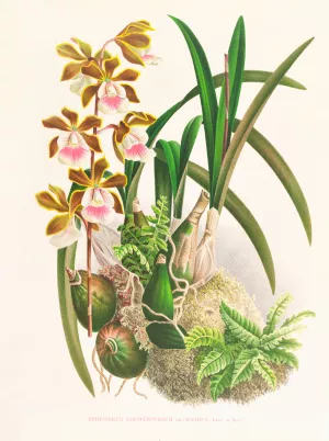 Epidendrum atropurpureum Oil painting by Jean Jules Linden