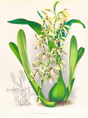 Epidendrum prismatocarpum by Jean Jules Linden Oil Painting