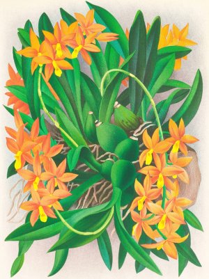 Epidendrum vitellinum by Jean Jules Linden Oil Painting