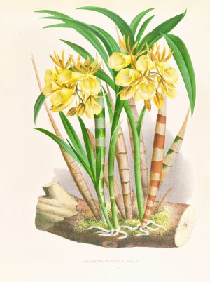 Galeandra flaveola by Jean Jules Linden Oil Painting