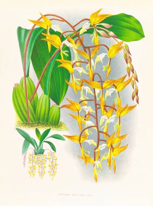 Gongora maculata by Jean Jules Linden Oil Painting