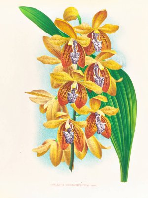 Houlletia brocklehurstiana by Jean Jules Linden Oil Painting