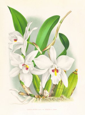 Laelia anceps var hyeana by Jean Jules Linden Oil Painting