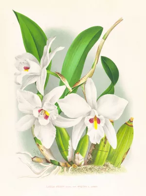 Laelia anceps var hyeana by Jean Jules Linden Oil Painting