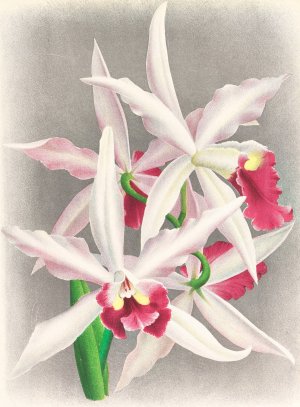 Laelia elegans by Jean Jules Linden Oil Painting