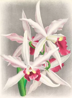 Laelia elegans by Jean Jules Linden Oil Painting