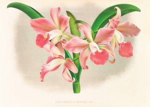 Laella elegans var houtteana Oil painting by Jean Jules Linden